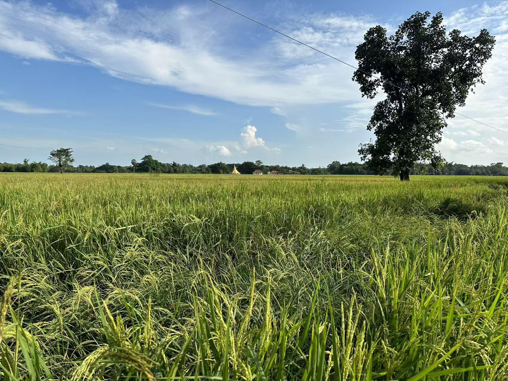 公司业务展示图